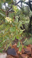 Ozoroa