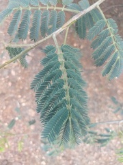 Albizia amara