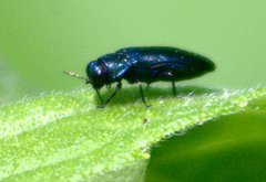 Agrilus cyanescens