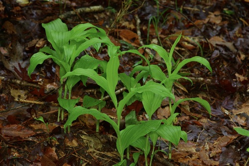 Kentucky Lady's Slipper (Cypripedium kentuckiense)