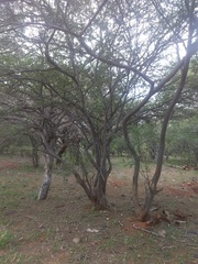 Albizia amara