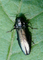 Agrilus cyanescens