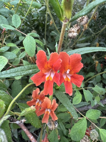 iNaturalist observation photo of red bush monkeyflower