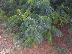 Albizia amara