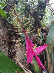 Aechmea servitensis