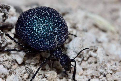 Black Bladder-bodied Meloid