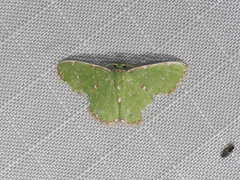 Argyrocosma inductaria