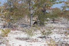 Raphicerus campestris steinhardti