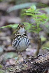Streak-Chested Antpitta photo 4