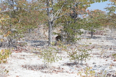 Raphicerus campestris steinhardti