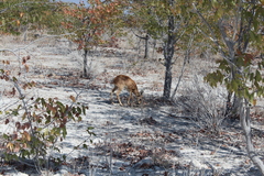 Raphicerus campestris steinhardti