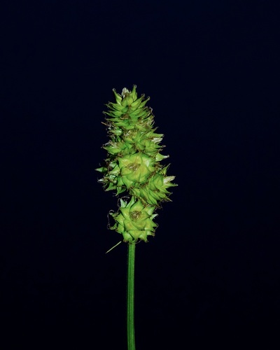 Heavy-fruited Sedge (Carex gravida)