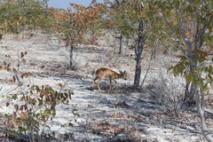 Raphicerus campestris steinhardti