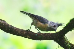 Lophophanes dichrous