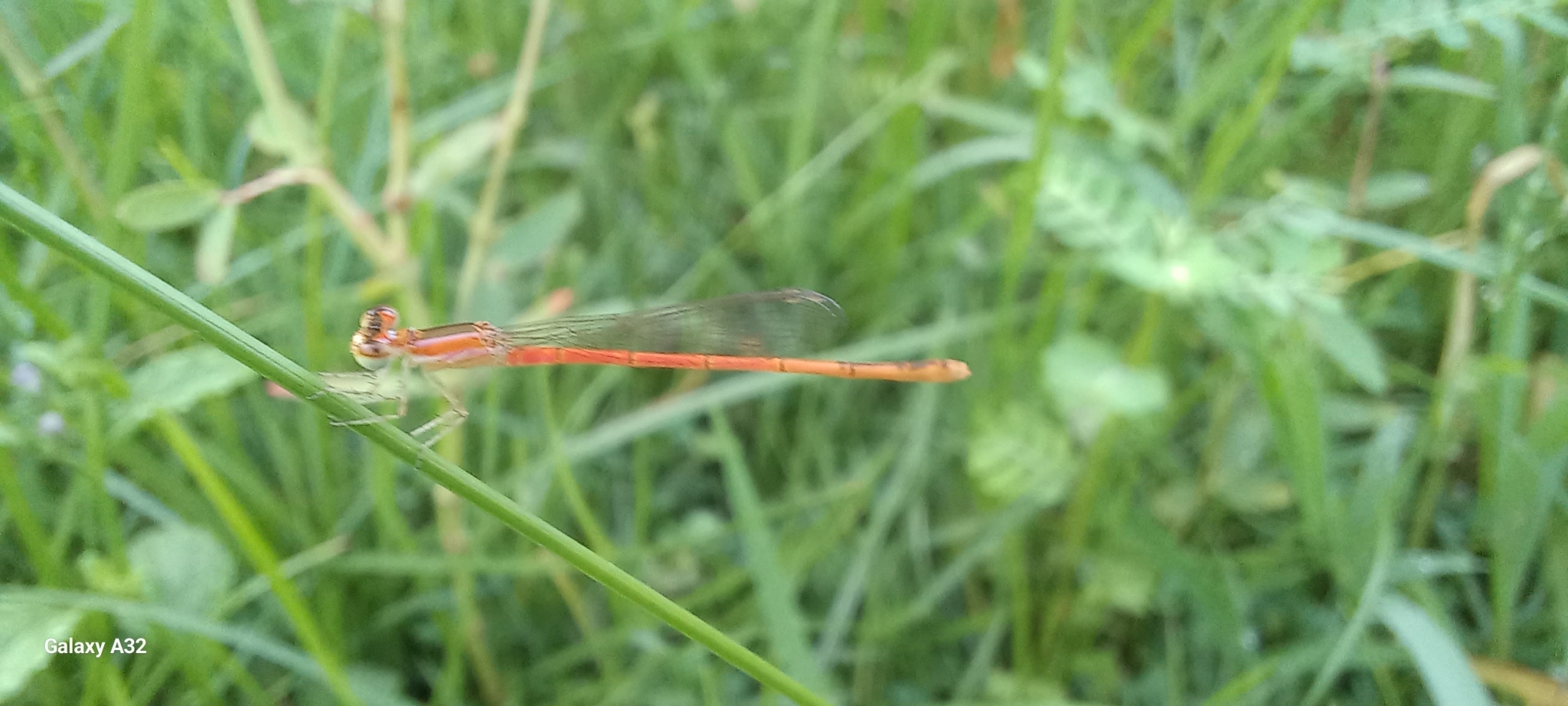 Pygmy Dartlet