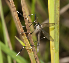 Bittacomorpha occidentalis