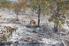 Raphicerus campestris steinhardti