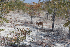 Raphicerus campestris steinhardti