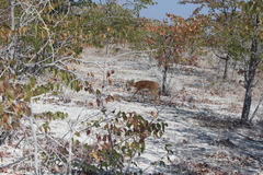 Raphicerus campestris steinhardti