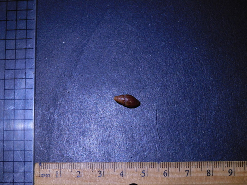 Neotiara nodulosa observed 2025-03-15
