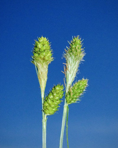 Image of Fuzzy Wuzzy Sedge (Carex hirsutella) by (c) Nathan Aaron, some rights reserved (CC BY)
