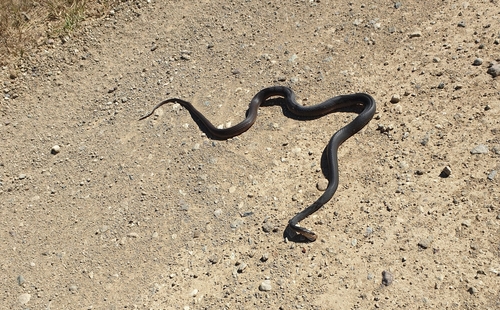 Coastal Taipan sighting