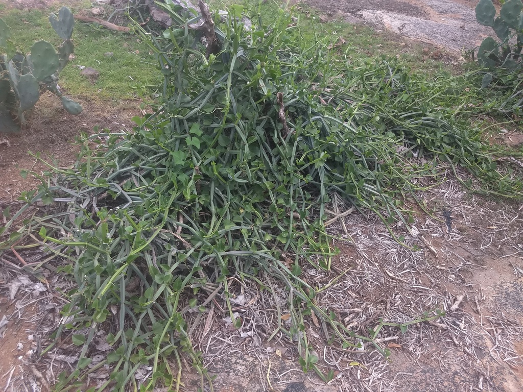 Cissus quadrangularis, Punjaithalavaipalayam, Tamil Nadu, India