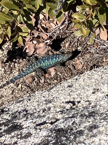 iNaturalist observation photo of Western Fence Lizard
