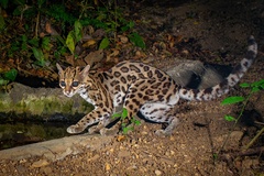 Margay photo 3