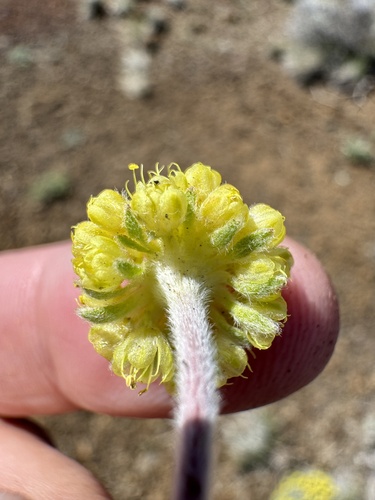 Image of Eriogonum caespitosum by no rights reserved