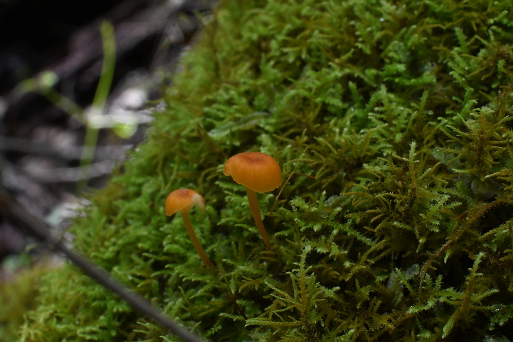 Rickenella fibula · April 2025 · photo: © em_lamond (iNaturalist, cc-by)