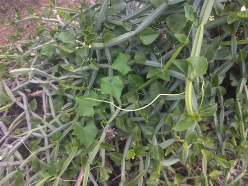 Cissus quadrangularis