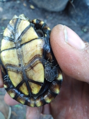 Kinosternon hirtipes murrayi