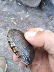 Kinosternon hirtipes murrayi