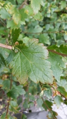 Ribes uva-crispa