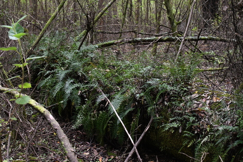 Image of Asplenium aethiopicum by (c) Em Lamond, some rights reserved (CC BY)