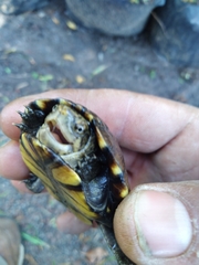 Kinosternon hirtipes murrayi