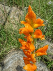 Dichromanthus aurantiacus