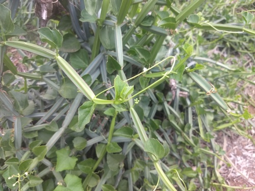 Cissus quadrangularis