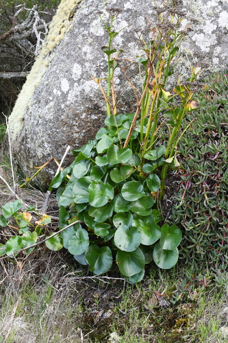 Image of Ornduffia calthifolia by (c) Em Lamond, some rights reserved (CC BY)
