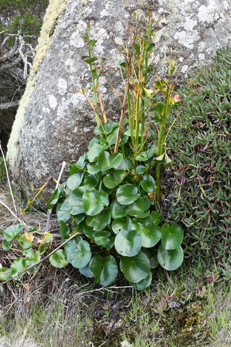 Image of Ornduffia calthifolia by (c) Em Lamond, some rights reserved (CC BY)
