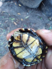 Kinosternon hirtipes murrayi