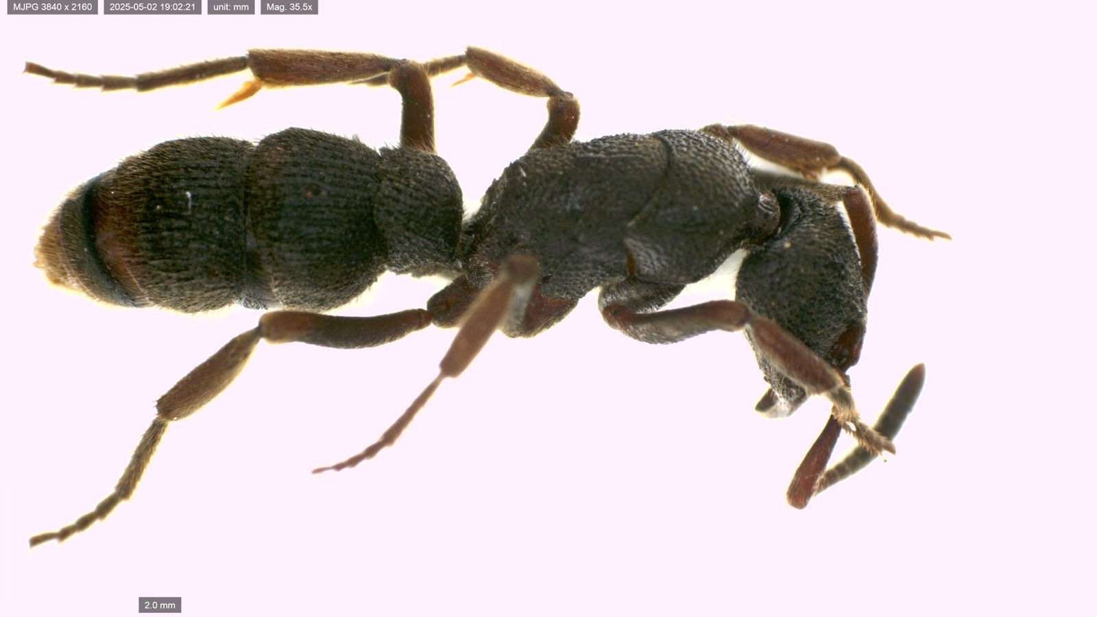 Pseudoneoponera insularis