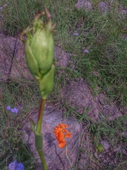 Dichromanthus aurantiacus