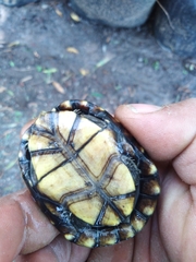 Kinosternon hirtipes murrayi