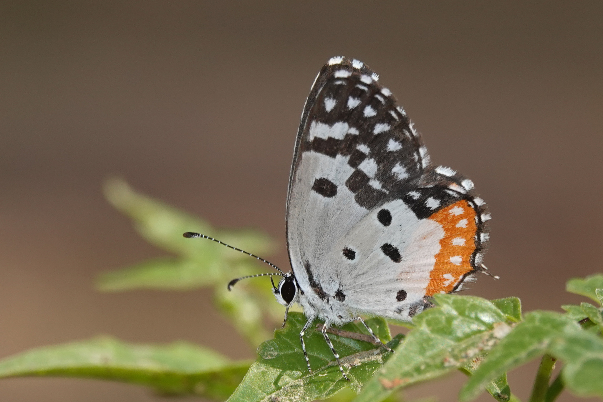 Red Pierrot