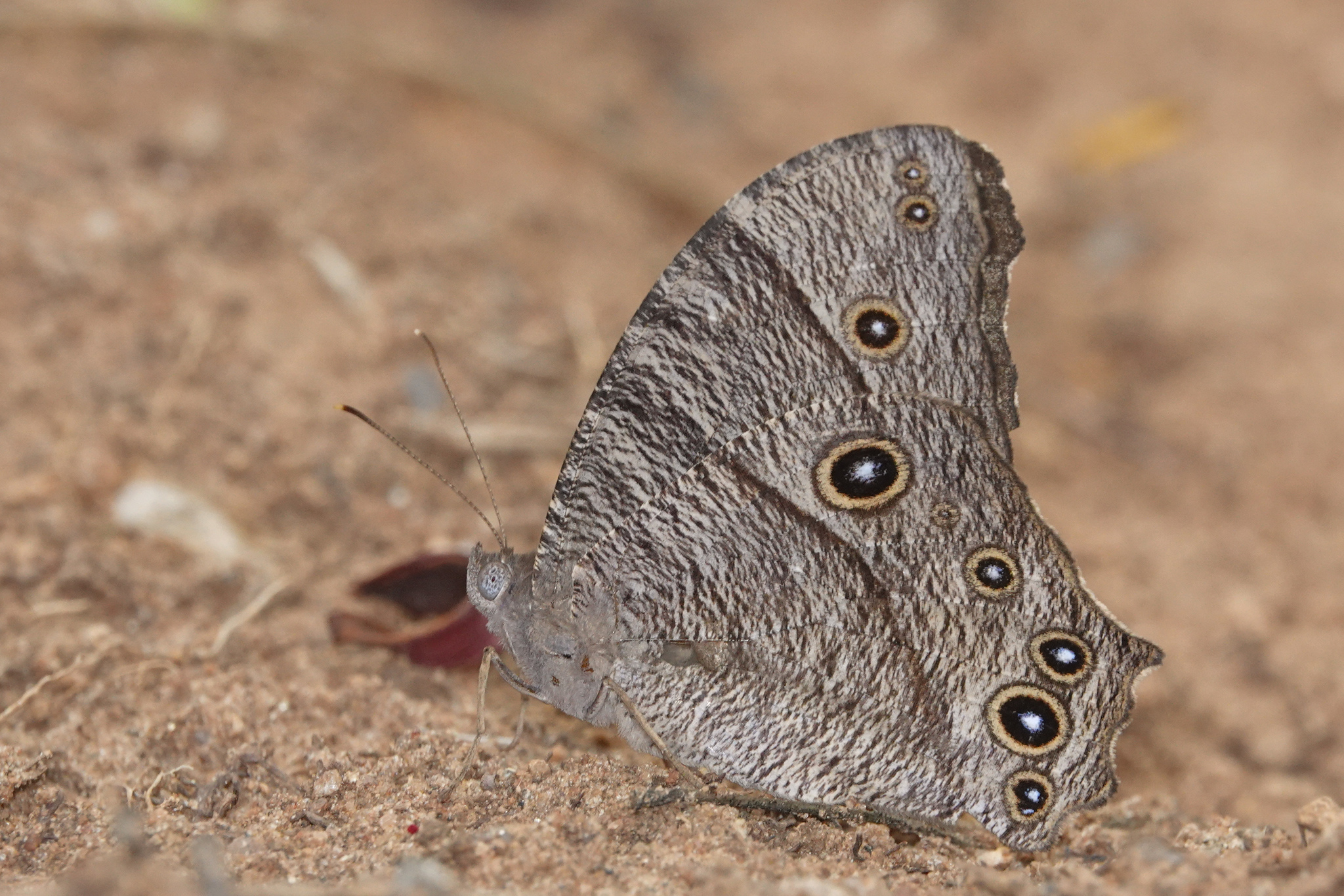 Common Evening Brown