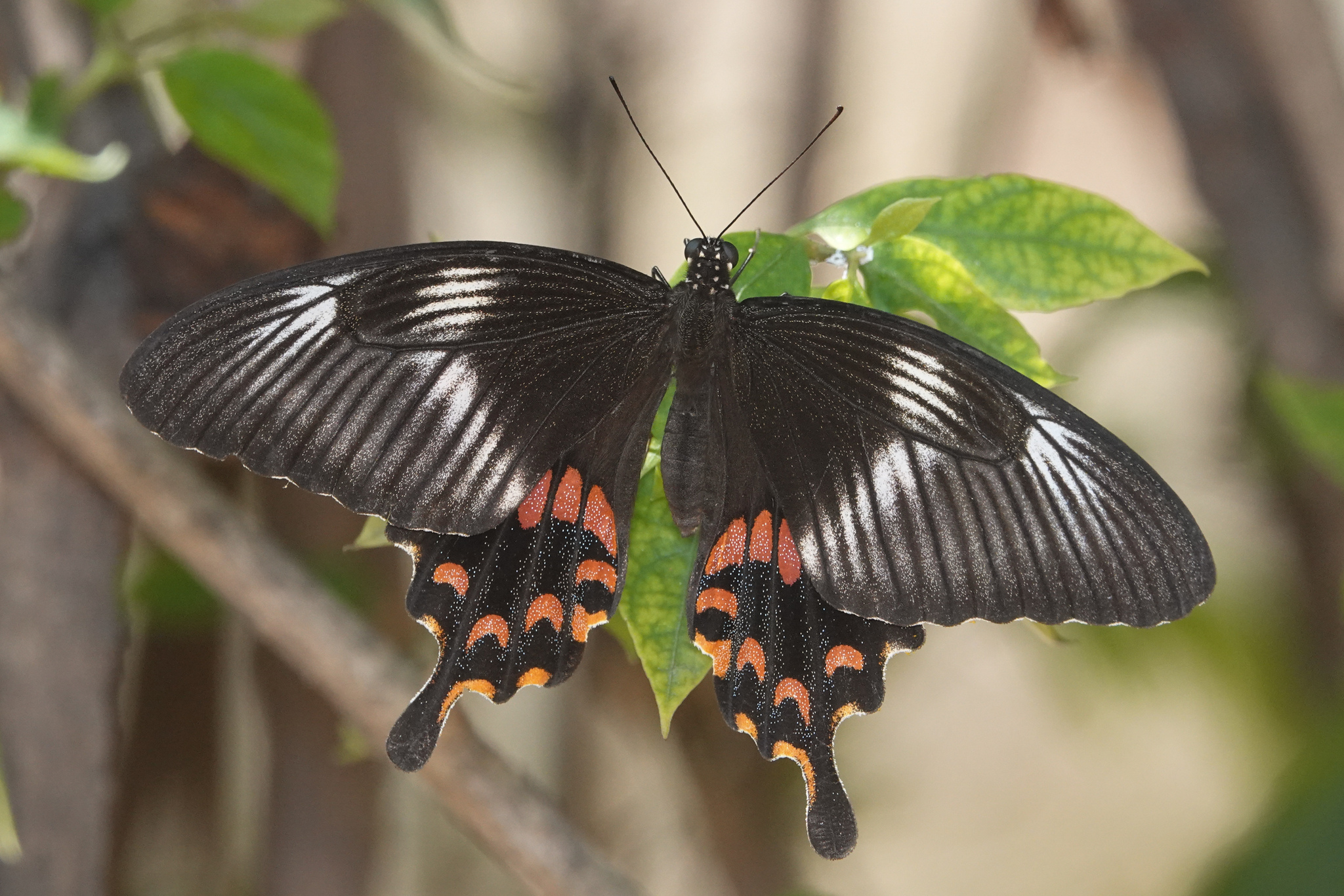 Common Mormon