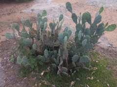 Opuntia stricta