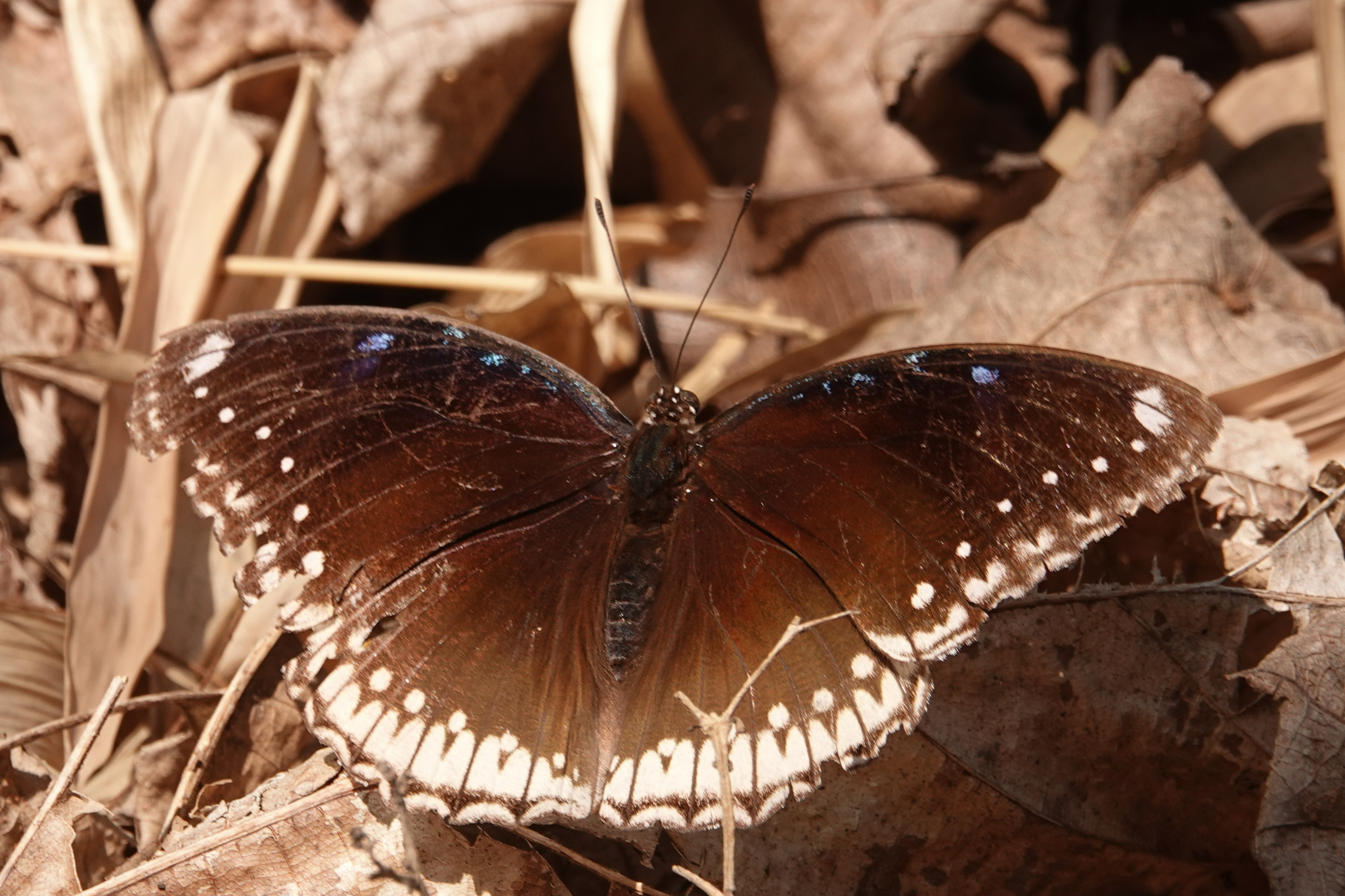 Great Eggfly